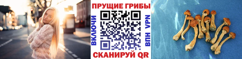 Псилоцибиновые грибы мухоморы  кракен сайт  Калининград 